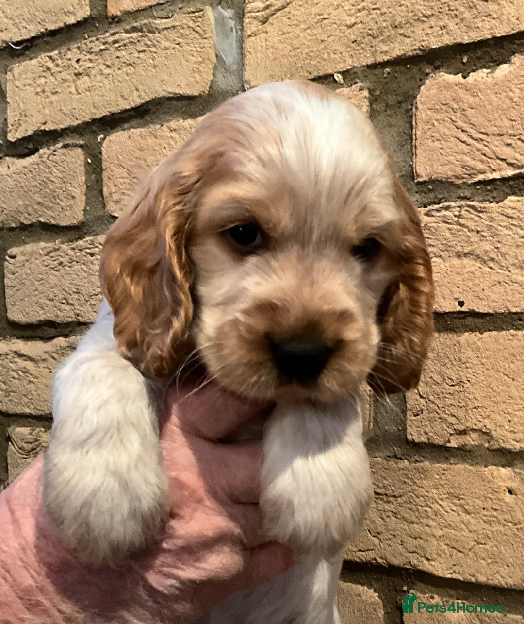 Cocker Spaniel dogs for sale: Stunning Litter of Show Cocker Spaniel Puppies  - Advert 11