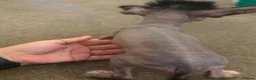 Chinese Crested dogs for sale: Hairless Chinese Cresteds  - Advert 3