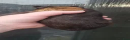 Guinea Pig rodents for sale: New Skinny Pigs Males and Females available now - Advert 12