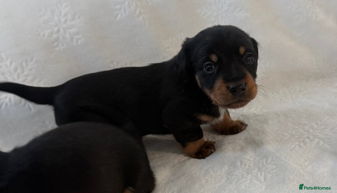 Mixed Breed dogs for sale: Beautiful jackadac puppys  - Advert 8