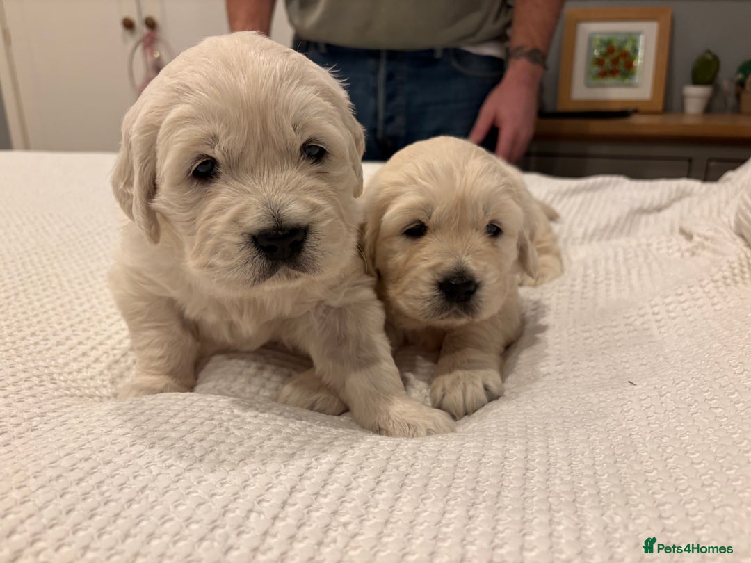 Golden Retriever dogs for sale: KC registered Golden retriever boy puppy - Advert 2