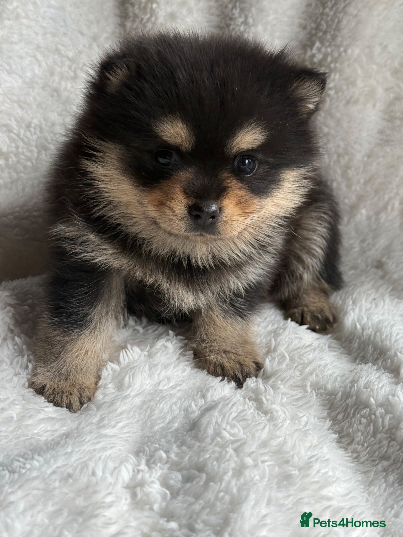 Pomsky dogs Stunning F1B Pomsky Girls - Advert 2