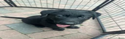 German Shepherd dogs for sale: Dutch shepherd x German shepherd puppies for sale - Advert 10