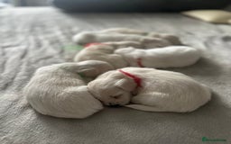 Bichon Frise dogs for sale: Beautiful Puppies Looking for Their Forever Homes! - Image 13