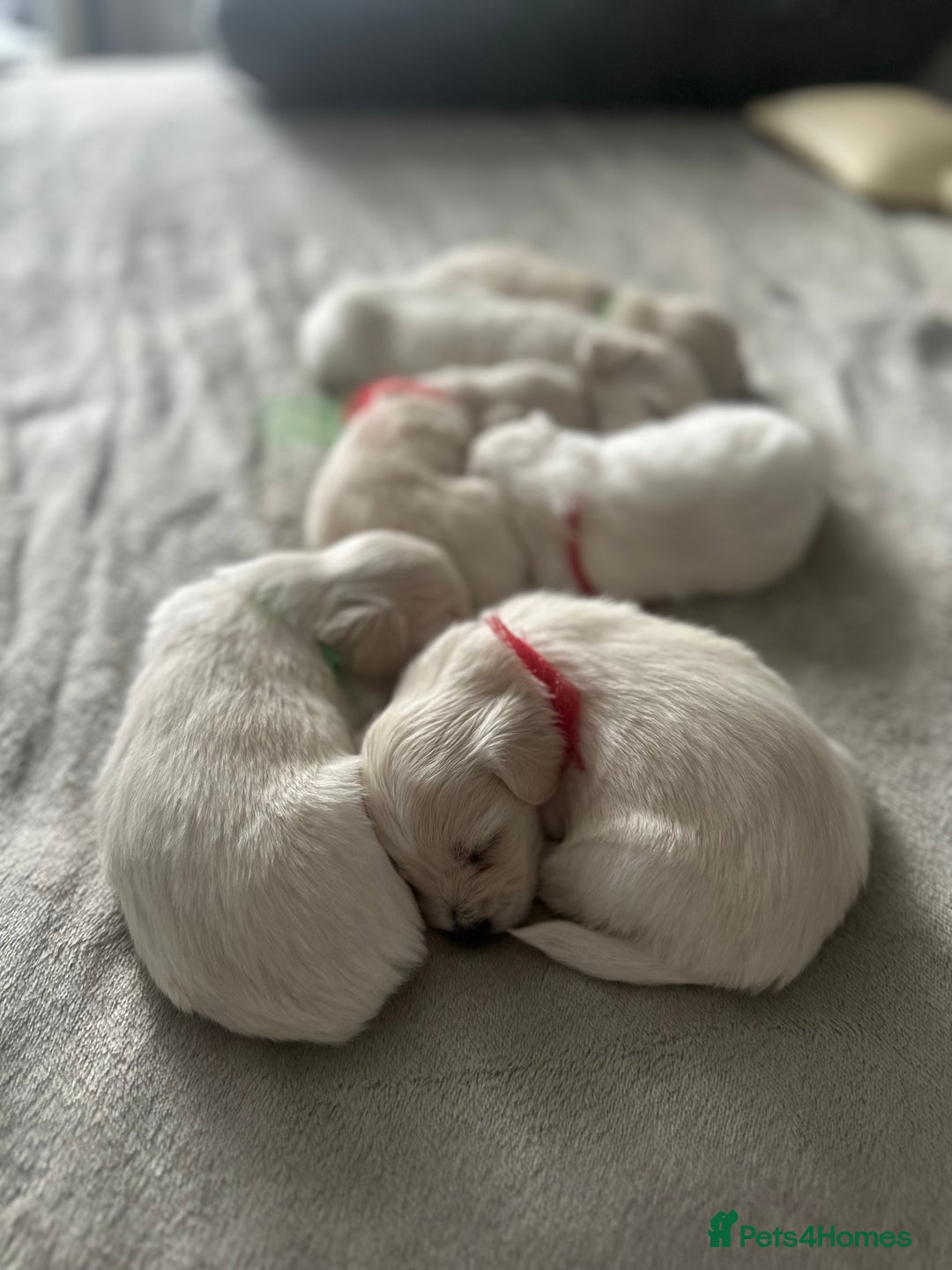 Bichon Frise dogs for sale: Beautiful Puppies Looking for Their Forever Homes! - Image 13