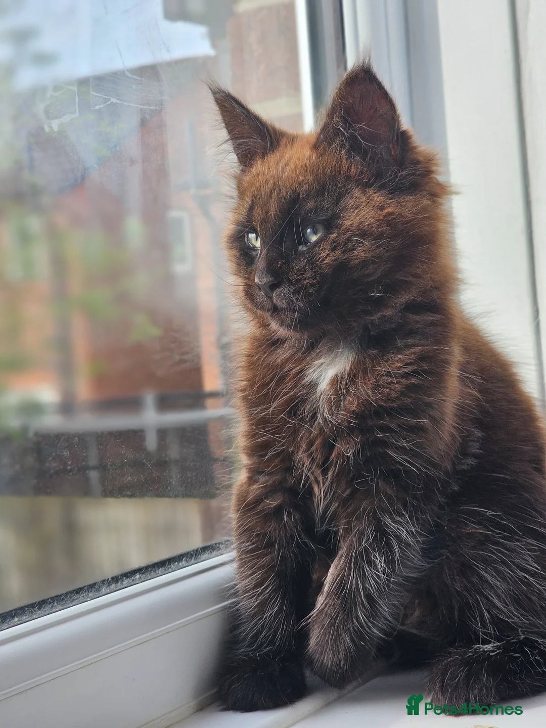 Maine Coon cats for sale: MainCoon Registered Polydactyl Female and 2 Males - Advert 6