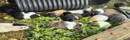 Guinea Pig rodents for sale: Guinea Pigs  - Advert 12