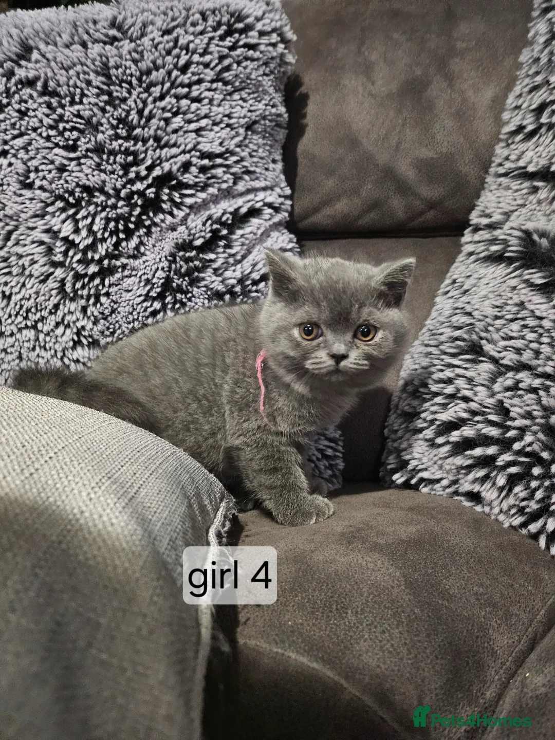 British Shorthair cats for sale: Beautiful British Shorthair Blue Kittens  - Advert 2
