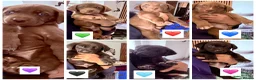 Mixed Breed dogs for sale: Gorgeous Siberian Shepsky x Weimaraner Puppies  - Advert 20