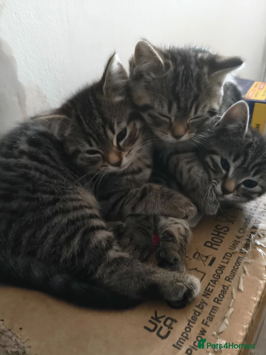 Bengal cats for sale: Kittens - Advert 15