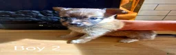 Pomchi dogs for sale: Pomchi puppies for sale - Advert 7