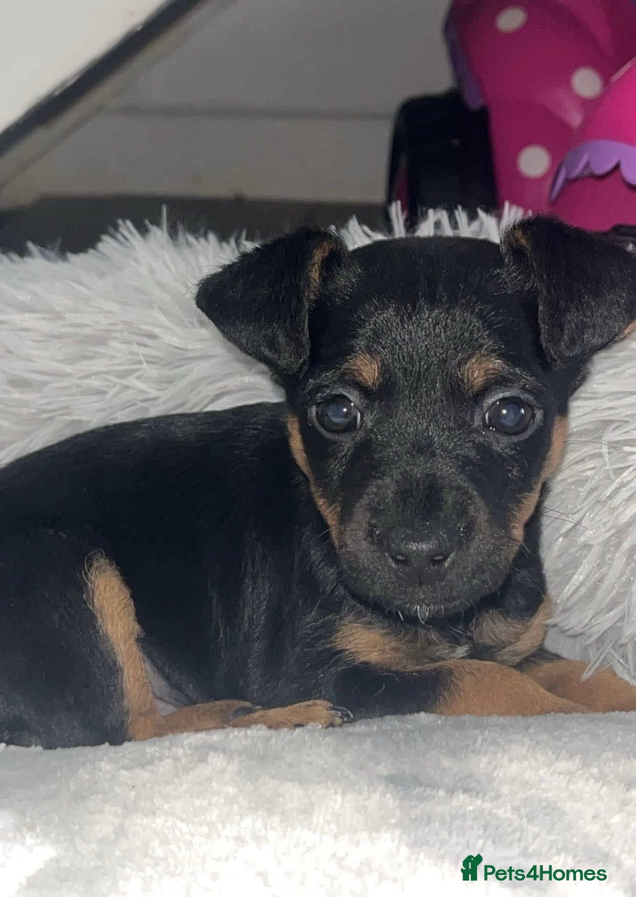 Jack Russell dogs 1 boy available Black and Tan  - Advert 4