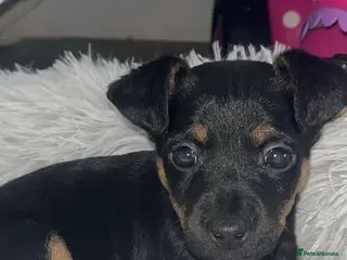 Jack Russell dogs 1 boy available Black and Tan - Advert 4