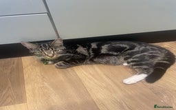 Mixed Breed cats for sale: 3 female kittens for sale - Image 4