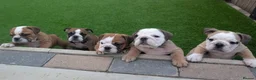 English Bulldog dogs for sale: Elite KC Red Bulldogs  - Advert 2