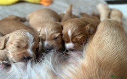 Cocker Spaniel dogs for sale: KC Registered working Cocker Spaniel Puppies  - Image 10