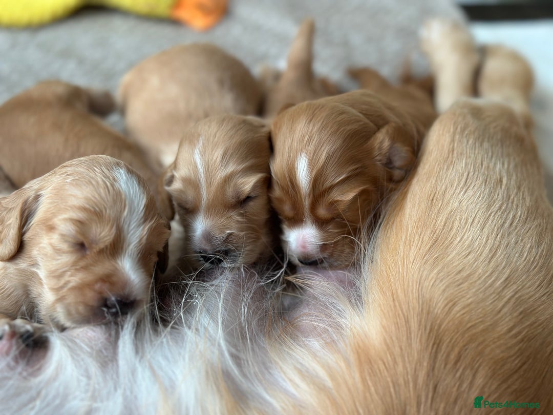 Cocker Spaniel dogs for sale: KC Registered working Cocker Spaniel Puppies  - Image 10