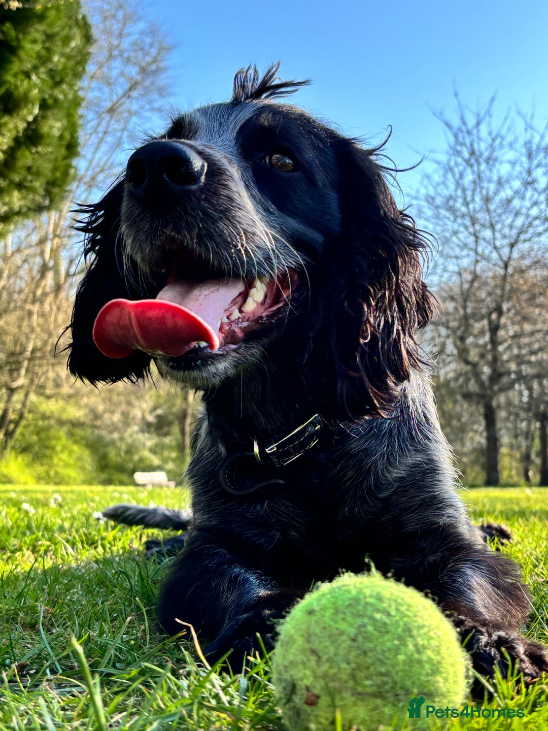 Cocker Spaniel dogs for sale: Scooby cocker spaniel - Advert 5