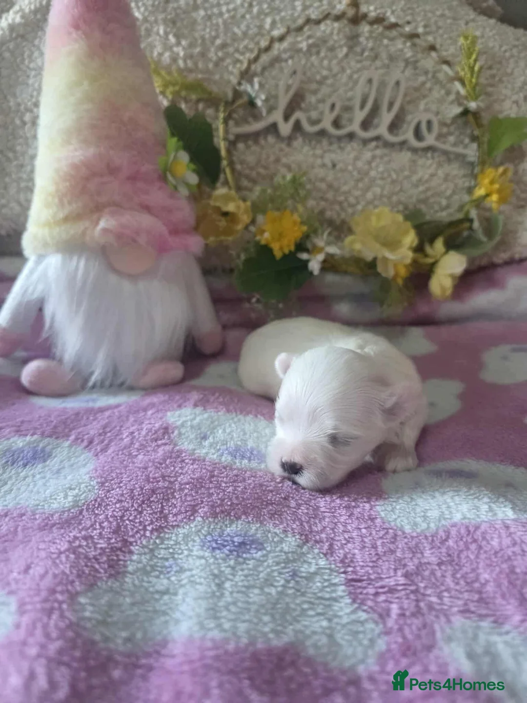 Maltese dogs for sale: Show quality Maltese  - Advert 6