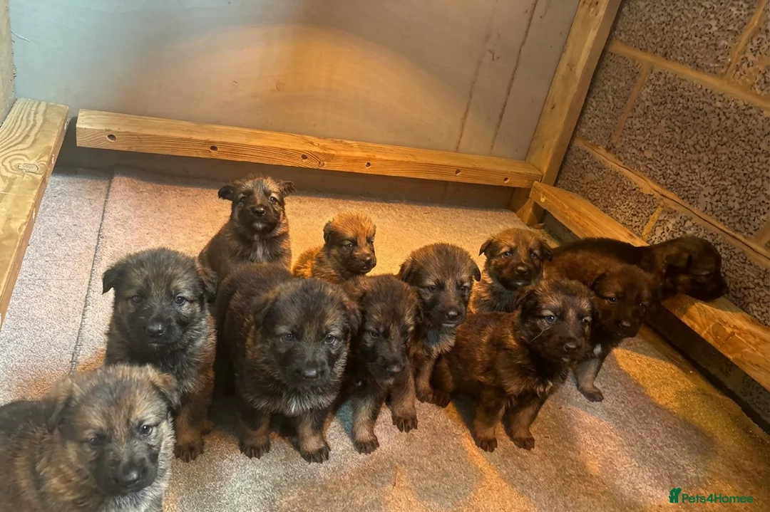 German Shepherd dogs for sale: German shepherd puppies  - Advert 1