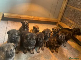 German Shepherd dogs German shepherd puppies - Advert 8