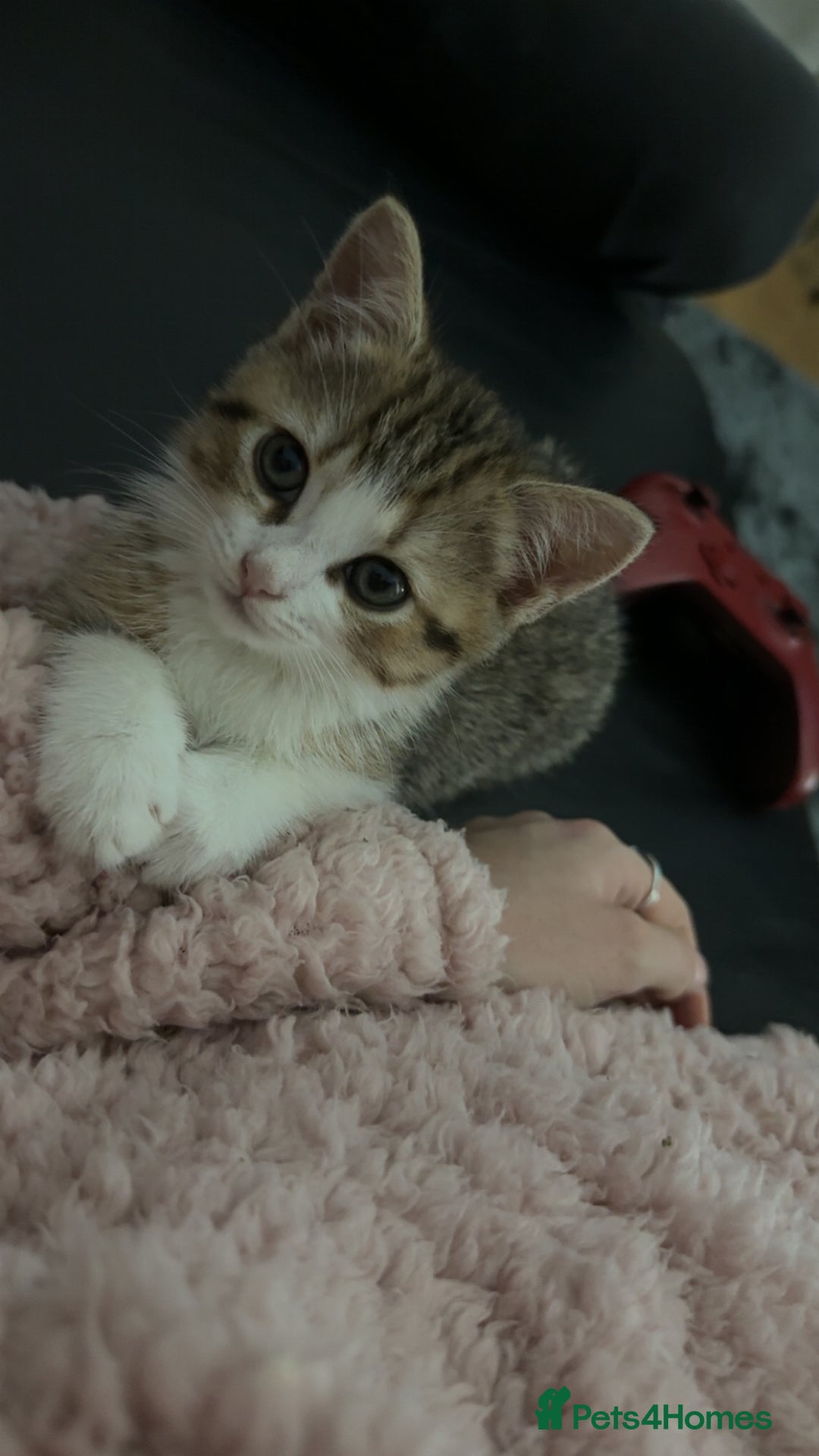 Persian cats for sale: Shorthair RagDoll Persian X British longhair  - Advert 5