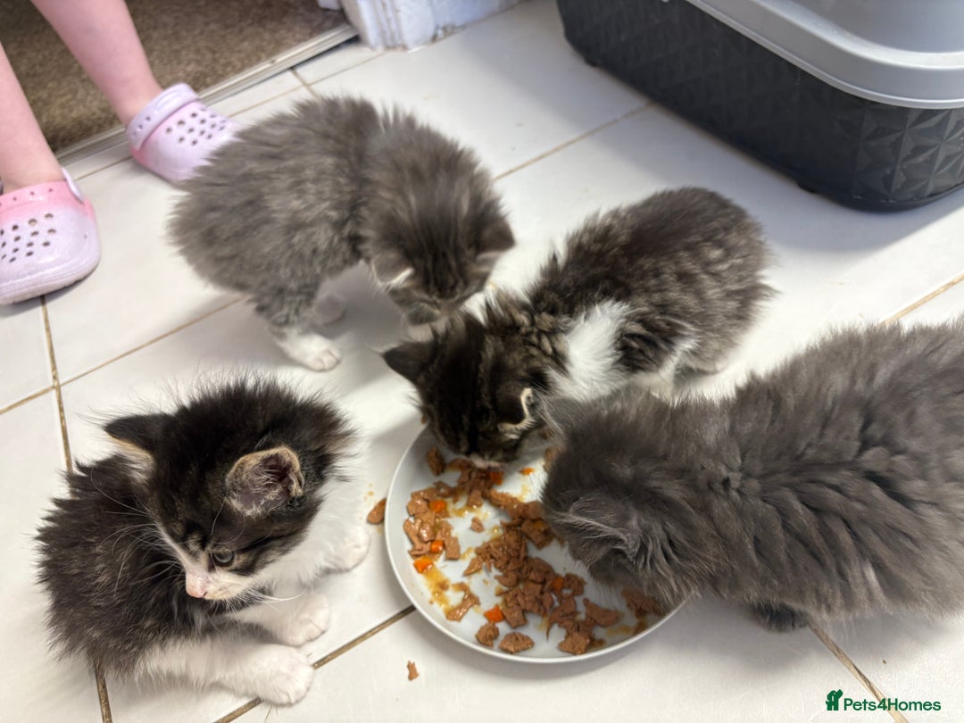 Domestic Shorthair cats for sale: 2 princes an 2 princess kittens  - Image 25