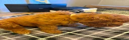 Cockapoo dogs for sale: FB cockerpoo two beautiful females left  in Wakefield - Advert 4
