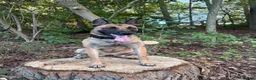Mixed Breed dogs for sale: Belgium Mally x border colly  in Darlington - Advert 1