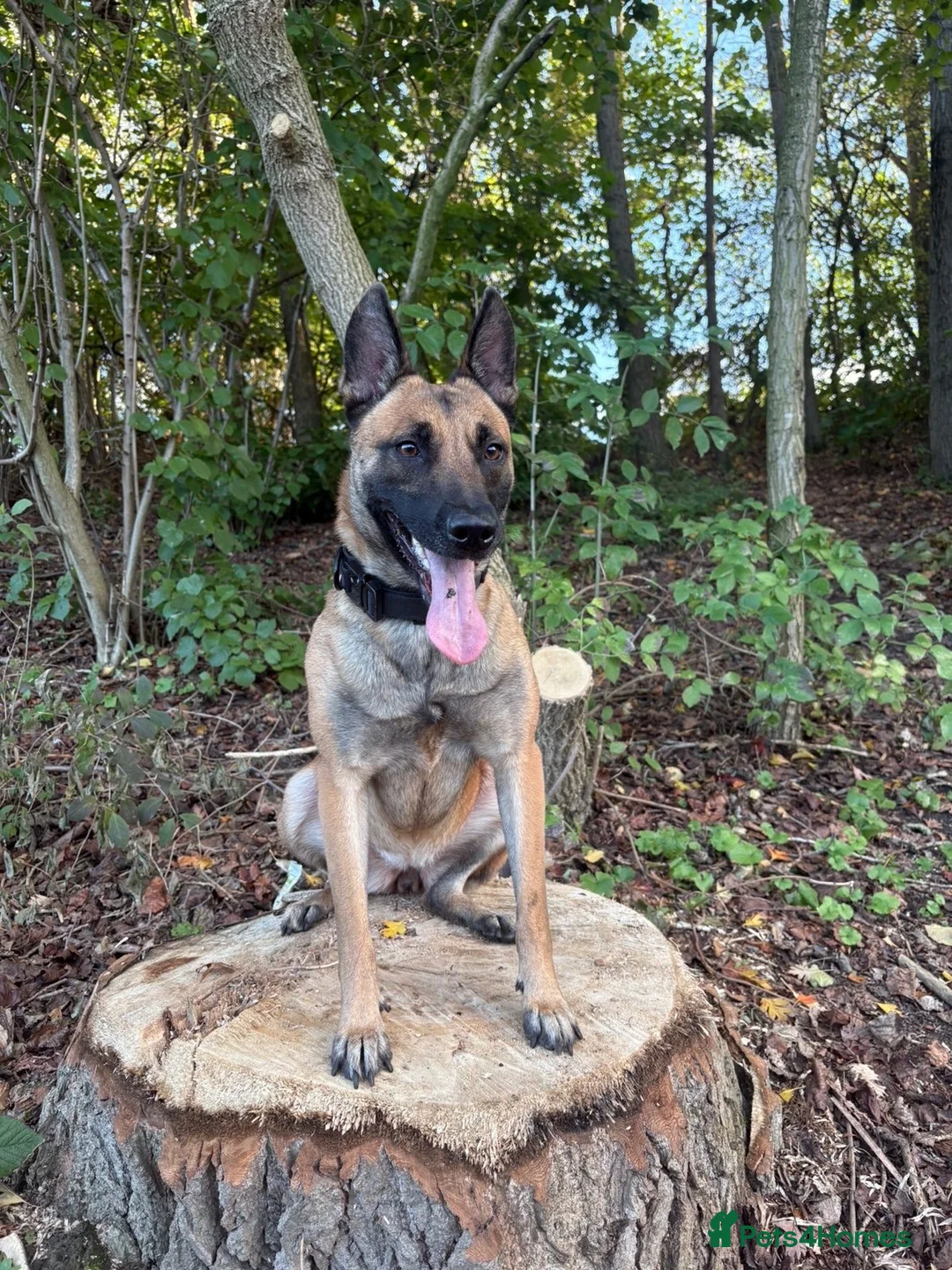 Mixed Breed dogs for sale: Belgium Mally x border colly  in Darlington - Advert 1
