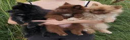 German Spitz dogs for sale: 1 German Spitz Mittel Boy left - Black - Advert 16