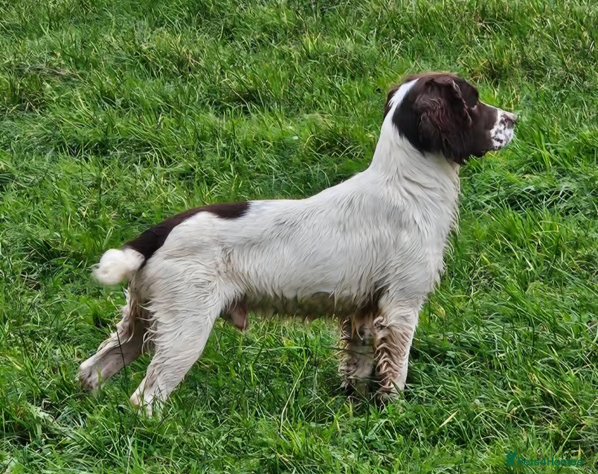 English Springer Spaniel dogs Sprocker Spaniel Stud - Advert 3