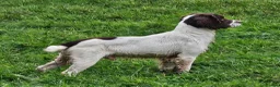 English Springer Spaniel dogs for stud: Sprocker Spaniel Stud - Advert 1