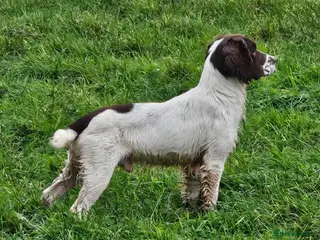 English Springer Spaniel dogs Sprocker Spaniel Stud - Advert 3