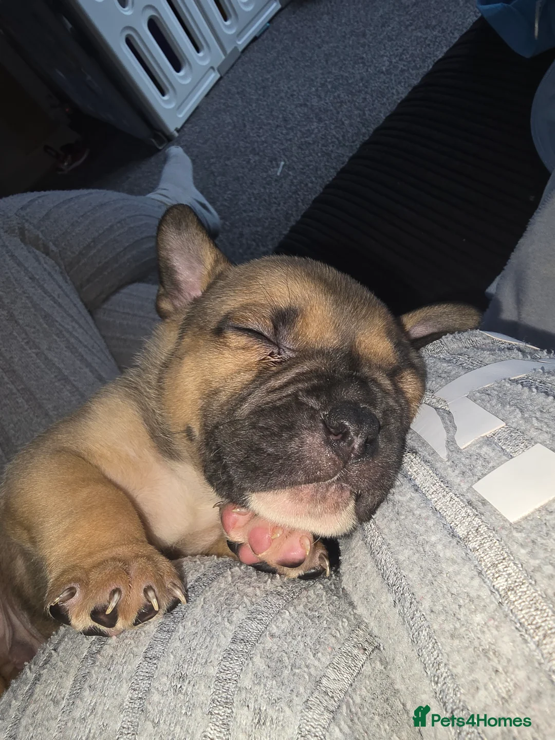 American Bully dogs for sale: Pocket bully puppies - Advert 7