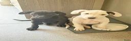 Mixed Breed dogs for sale: 1 boy & 1 girl  - Advert 3