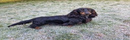 Miniature Dachshund dogs for stud: PRA Clear, KC Registered, Miniature Dachshund Stud in Wigston - Advert 4
