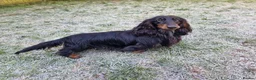 Miniature Dachshund dogs for stud: PRA Clear, KC Registered, Miniature Dachshund Stud in Wigston - Advert 4