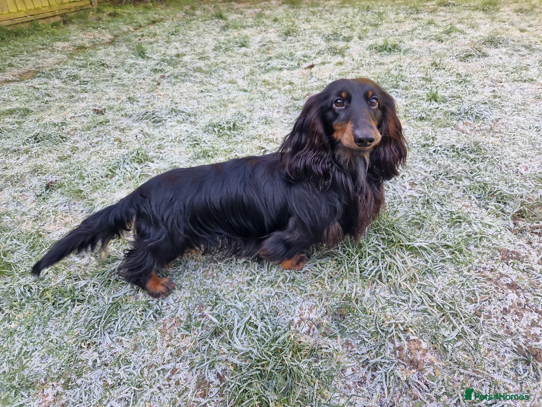 Miniature Dachshund dogs for stud: PRA Clear, KC Registered, Miniature Dachshund Stud in Wigston - Advert 4