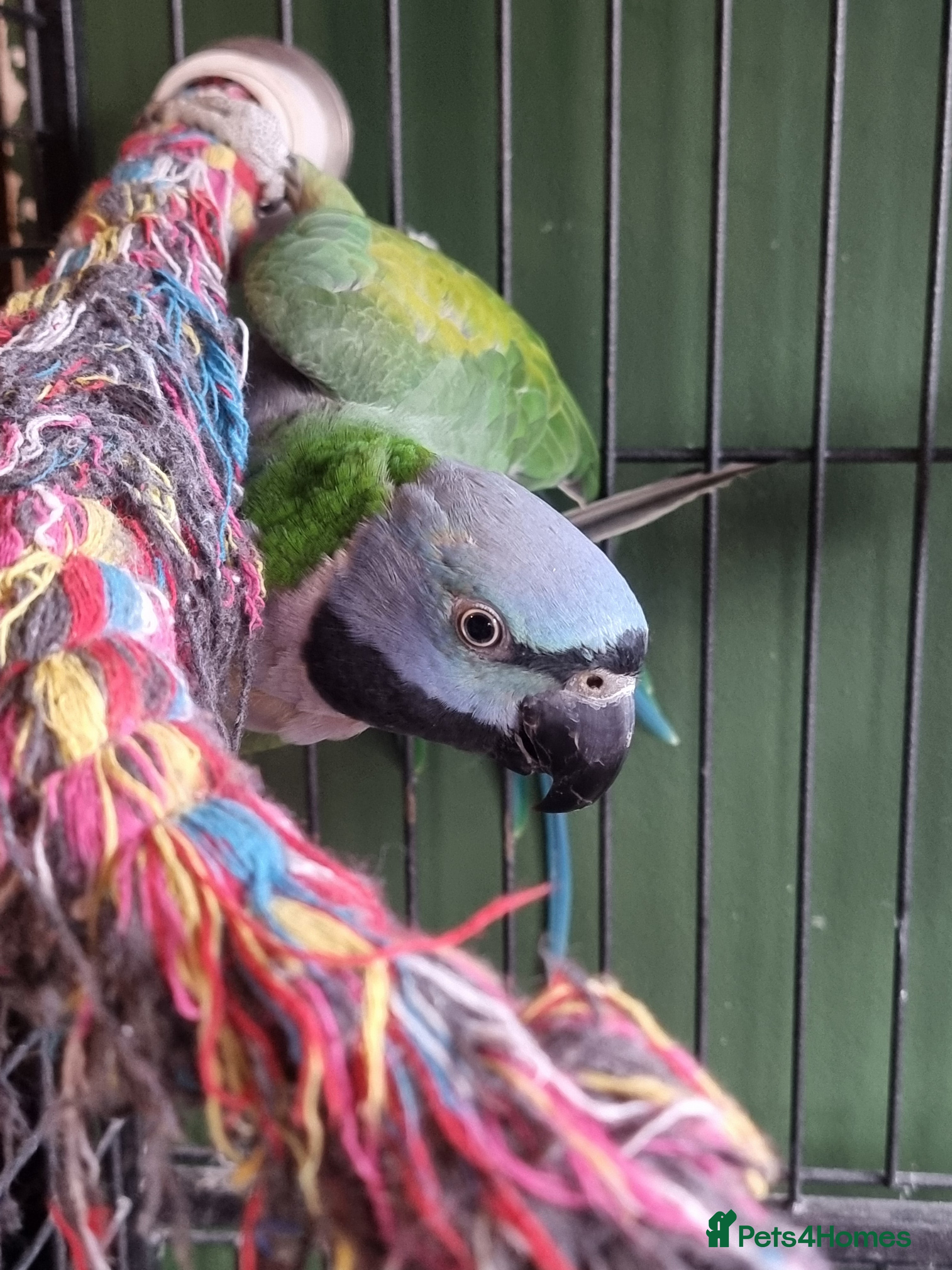 Parrots birds Female Lord Derbyan - Advert 1