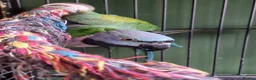 Parrots birds for sale: Female Lord Derbyan - Advert 1
