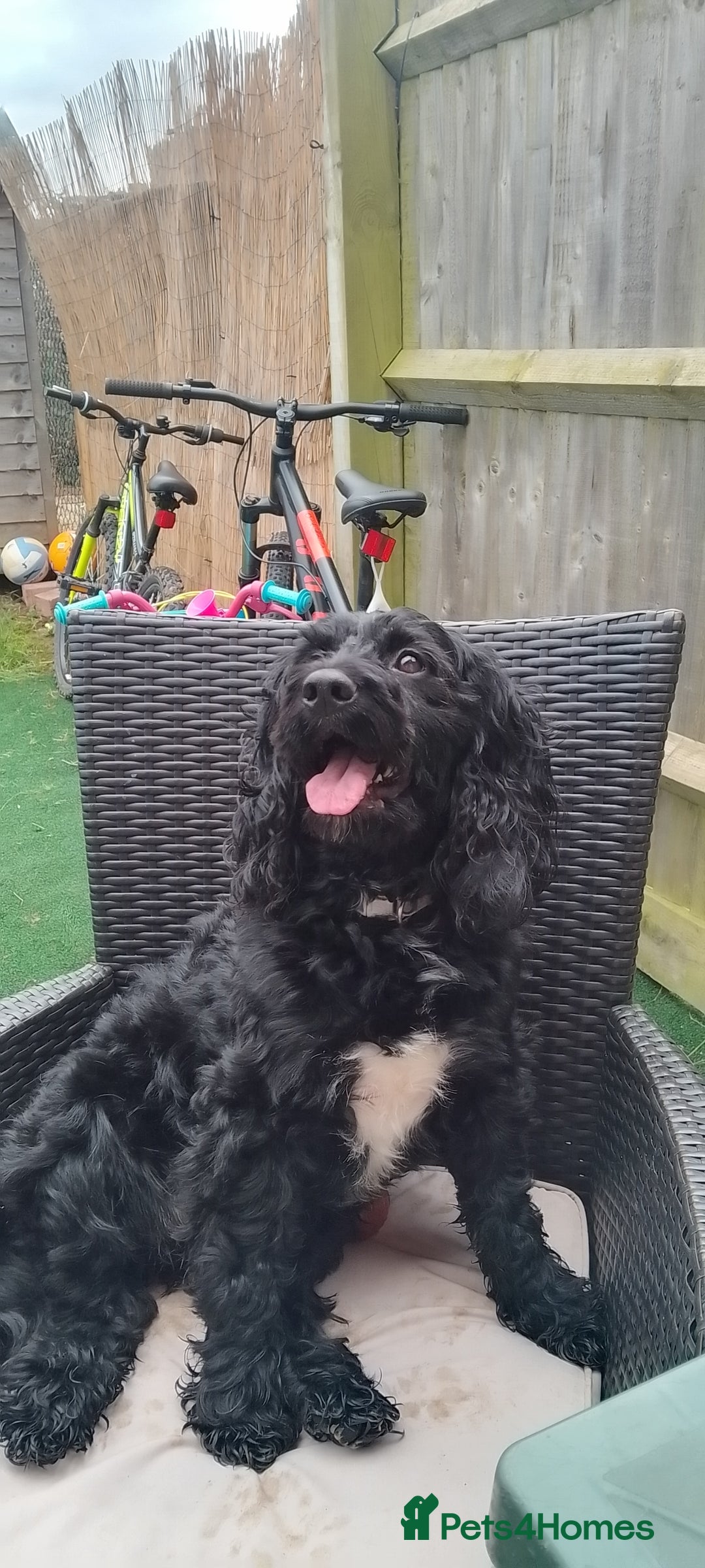 Mixed Breed dogs for sale: Emotional support cockapoo/Labrador puppies - Image 11