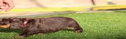 Cocker Spaniel dogs for sale: Beautiful pups in Durham - Advert 15