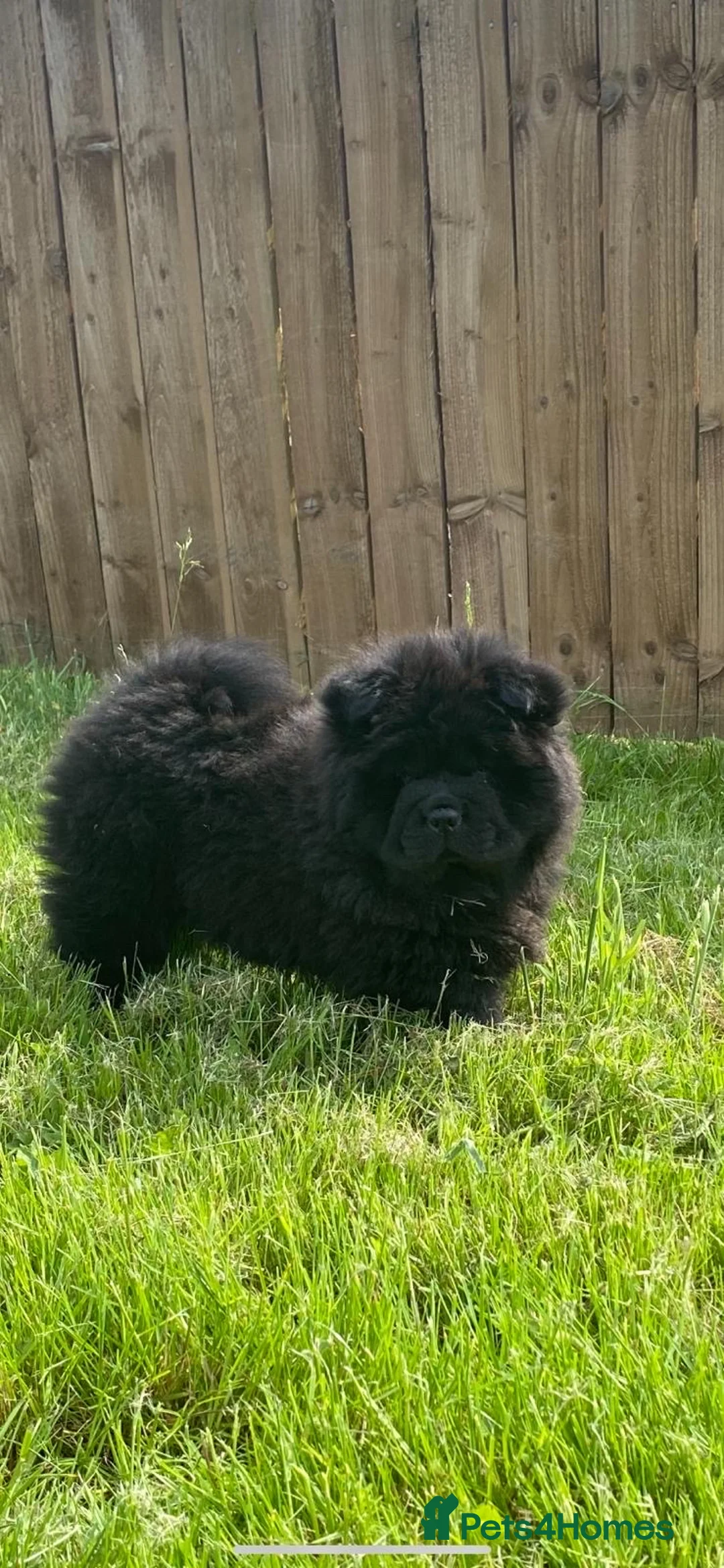 Chow Chow dogs for sale: KC Registered Chow Pups– (Champion Blood Lines) - Advert 1