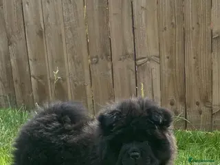 Chow Chow dogs KC Registered Chow Pups– (Champion Blood Lines) - Advert 1