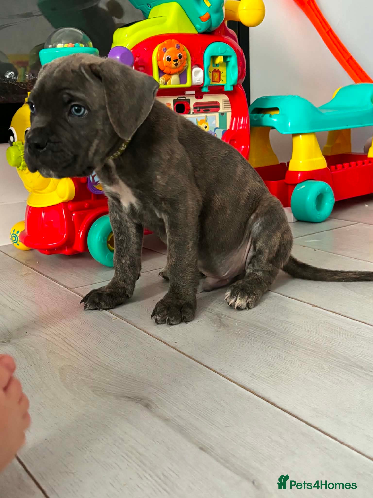Cane Corso dogs Stunning champion bloodline cane corso💕 - Advert 1