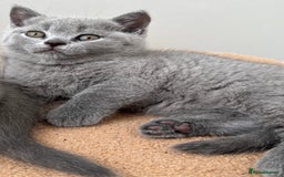 British Shorthair cats for sale: Last 3 stunning BSH Left - Image 5