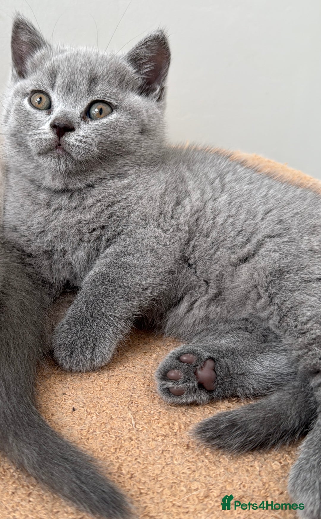 British Shorthair cats for sale: Last 3 stunning BSH Left - Image 5