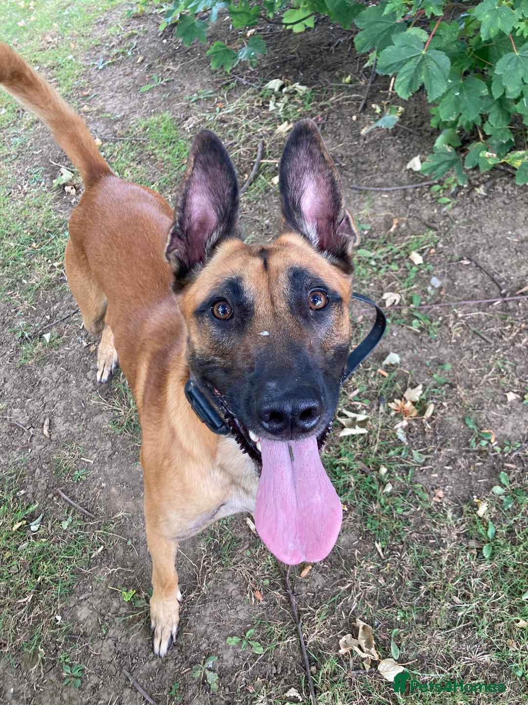 Belgian Shepherd Dog dogs for stud: FCI malinois for stud  - Advert 4