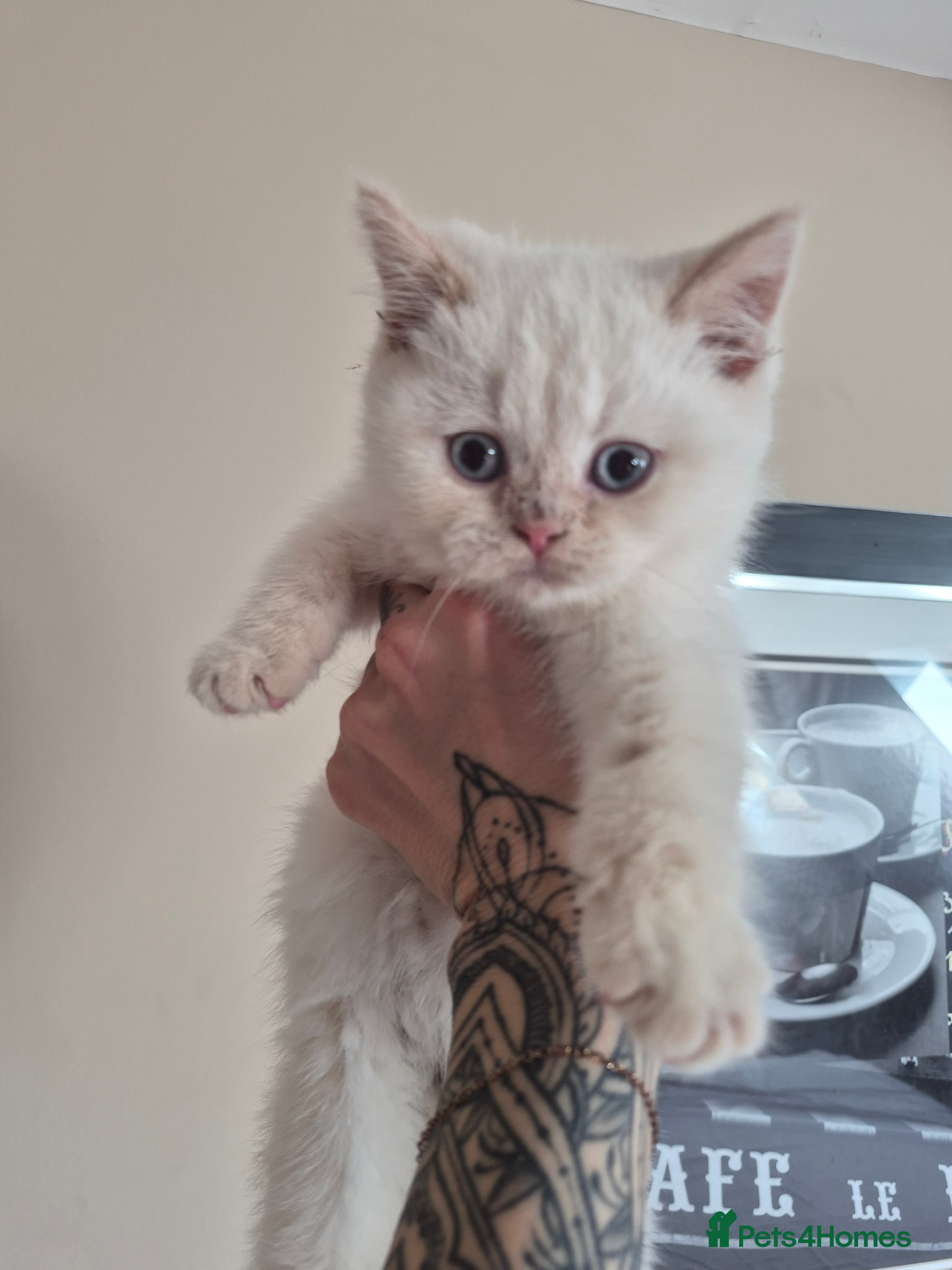 British Shorthair cats for sale: Only one baby left! Stunning fluffy baby ready now - Advert 2